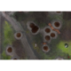 Kraken Wargames Gaming Mat - Battlefield 44"x30" 2.0