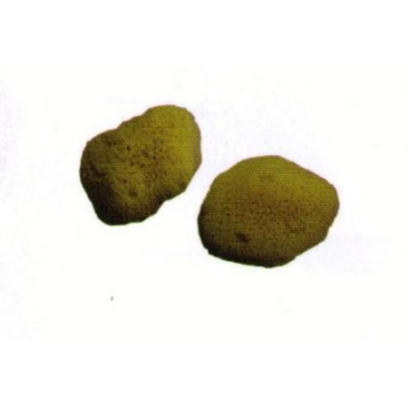 Esponja Natural Cajita De 12