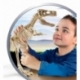 Archeoplaying The Skeleton Of The Great T-Rex 40Cm