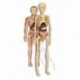 The human body
