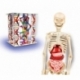 The human body