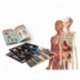 Anatomy Laboratory