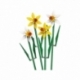 Daffodils.