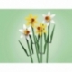 Daffodils.