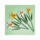 Daffodils.