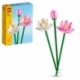 Lotus Flowers