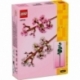 Cherry blossoms