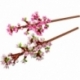 Cherry blossoms