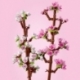 Cherry blossoms
