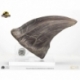 Jurassic Park Estatua T-Rex Foot Claw 28 cm