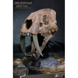 Wonders of the Wild Series Estatua Smilodon Skull Fossil 22 cm