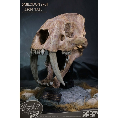 Wonders of the Wild Series Estatua Smilodon Skull Fossil 22 cm