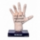 Wednesday Figura de peluche The Thing 25 cm Surtido (12)