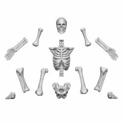 Positionable human skeletons 1:48