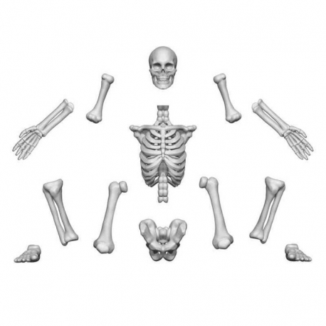 Positionable human skeletons 1:48