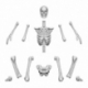 Positionable human skeletons 1:35