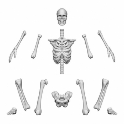 Positionable human skeletons 1:35