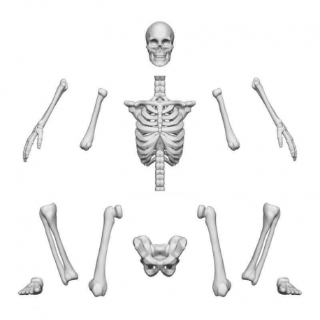Positionable human skeletons 1:35