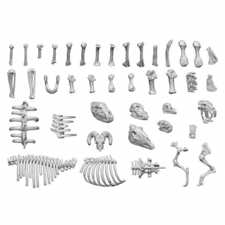 Animal bones 1:48