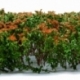 Tall shrubs - Brownish green