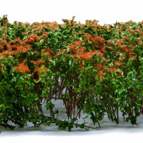Tall shrubs - Brownish green