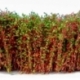 Tall Bushes - Red Green