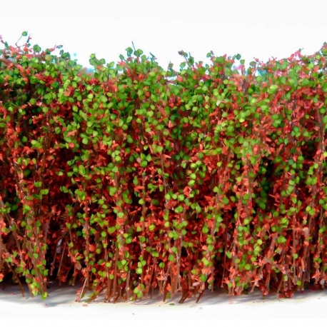 Tall Bushes - Red Green