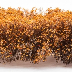 Tall shrubs - Naturally dried