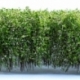 Tall Bushes - White Green