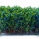 Tall Bushes - Blue Green
