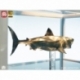 Jaws Maquette 1/18 Jaws Bronze 60 cm