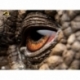 Jurassic Park Estatua Triceratops Eye Prop (Reproduction) 35 cm