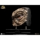 Jurassic Park Estatua Triceratops Eye Prop (Reproduction) 35 cm