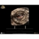 Jurassic Park Estatua Triceratops Eye Prop (Reproduction) 35 cm