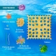 Sebastian Seastar board game from HABA (Spanish)