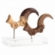 Jurassic Park ECC Elite Creature Line Statue Velociraptor Foot Claw and Fossil Claw Set 20 cm
