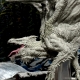 D&D Icons of the Realms Miniatures: Adult Dragon Premium Figure