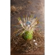Educative board game Go Cuckoo by Haba Games