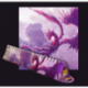 DRAGON SHIELD RACAN CLEAR PURPLE PLAYMAT