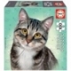 Puzzle 100 European Short Hair Cat 20 X 28