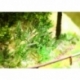 Ziterdes - Fern, 9 plants