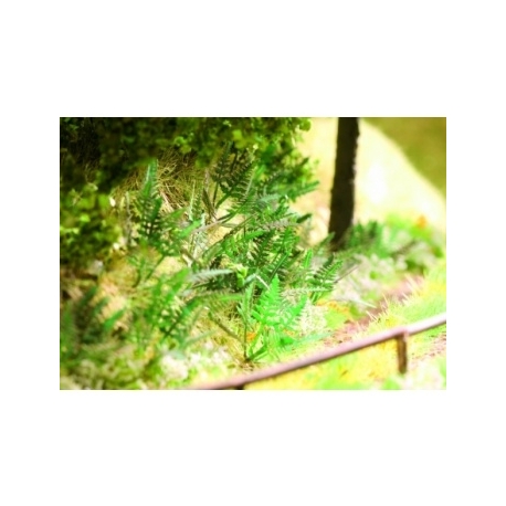 Ziterdes - Fern, 9 plants