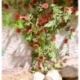 Ziterdes - Laser-Cut minis Rambler roses 6 plants