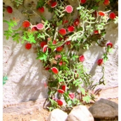 Ziterdes - Laser-Cut minis Rambler roses 6 plants