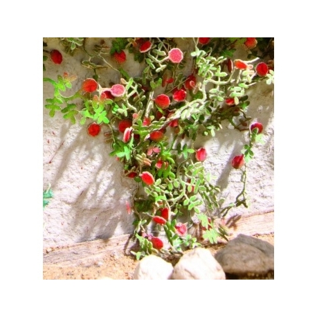 Ziterdes - Laser-Cut minis Rambler roses 6 plants