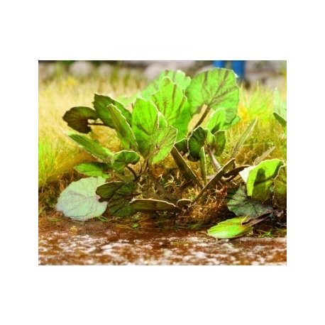 Ziterdes - Laser-Cut minis Butterbur 18 plants