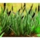 Ziterdes - Reed, 16 plants