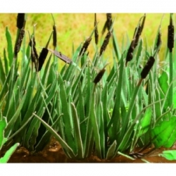 Ziterdes - Reed, 16 plants