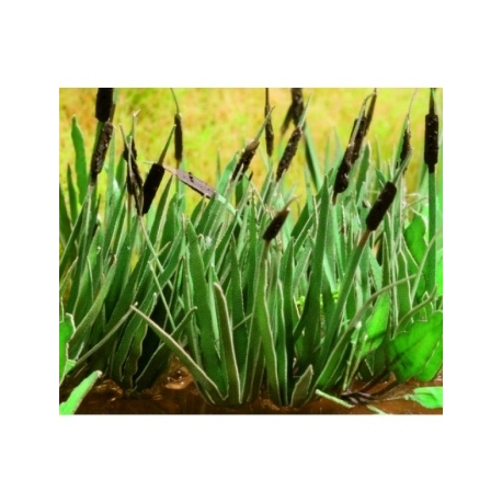 Ziterdes - Reed, 16 plants