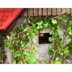 Ziterdes - Virginia creeper Laser-Cut minis, 12 plants